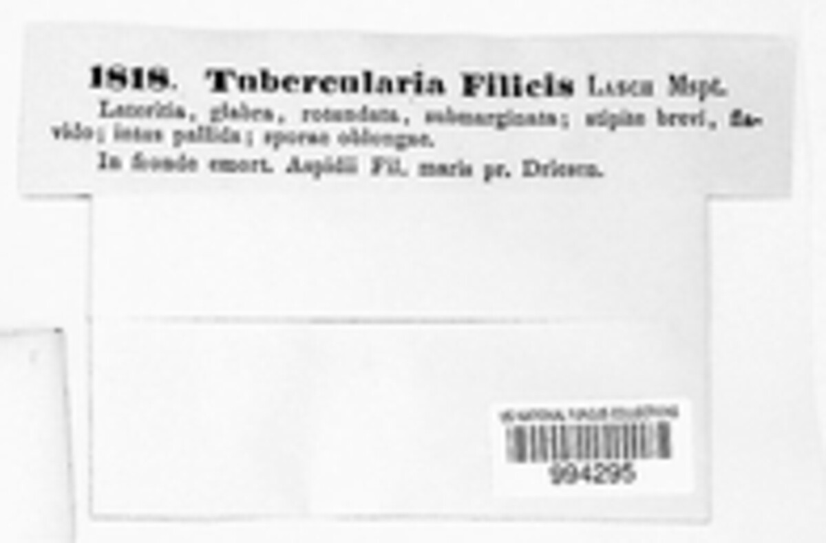 Tubercularia filicis image